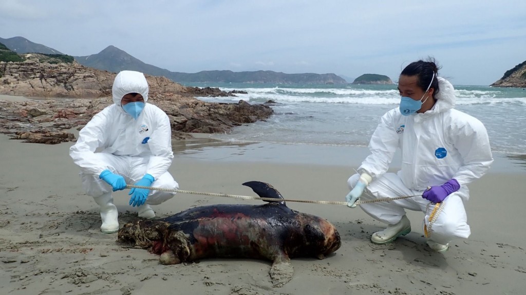 該江豚屍體已嚴重腐爛。圖:香港海洋公園保育基金
