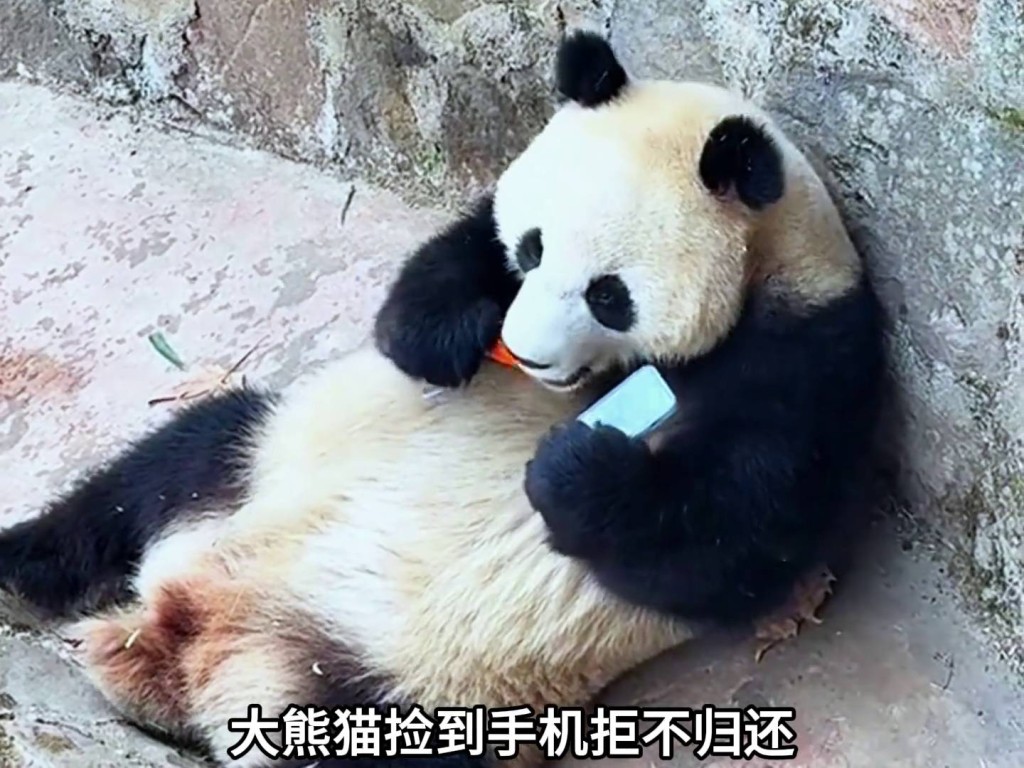 大熊貓邊吃食物，邊玩手機，樣子非常「得戚」。 