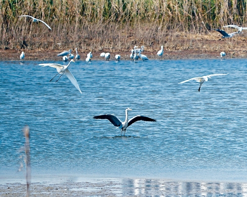 新田/落马洲发展范围邻近湿地保护区。