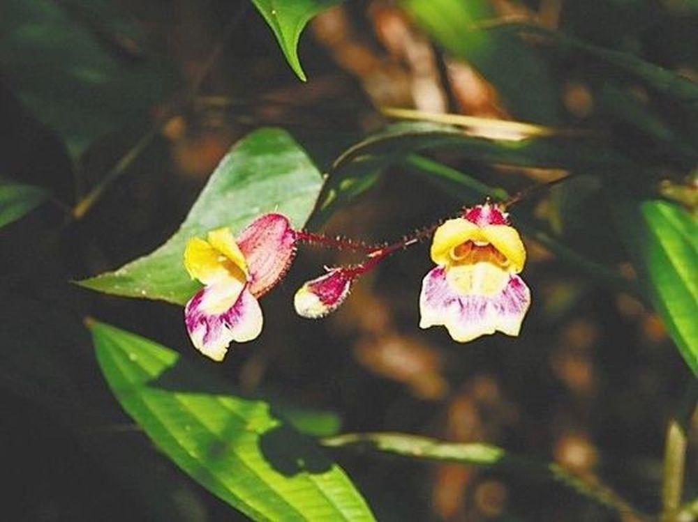 中越漏斗苣苔的花朵。 