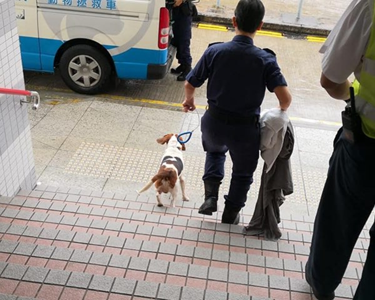 比高犬最後由愛協帶走。facebook