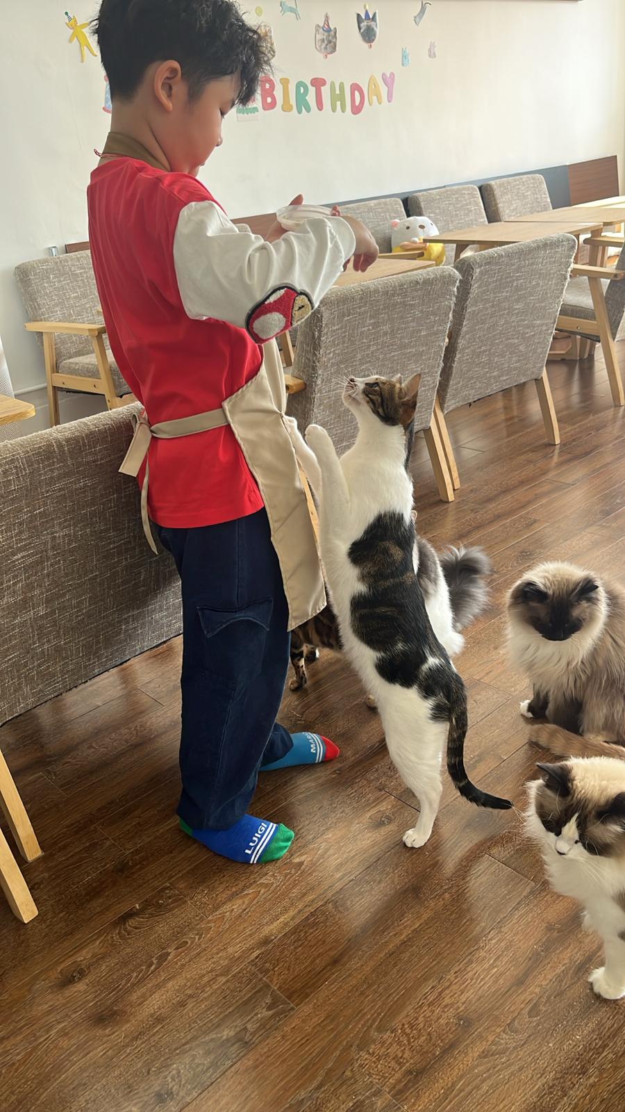 擔當貓cafe店長，照顧十數隻貓咪，任務一點也不少！（圖片來源：Meow Art Coffee）