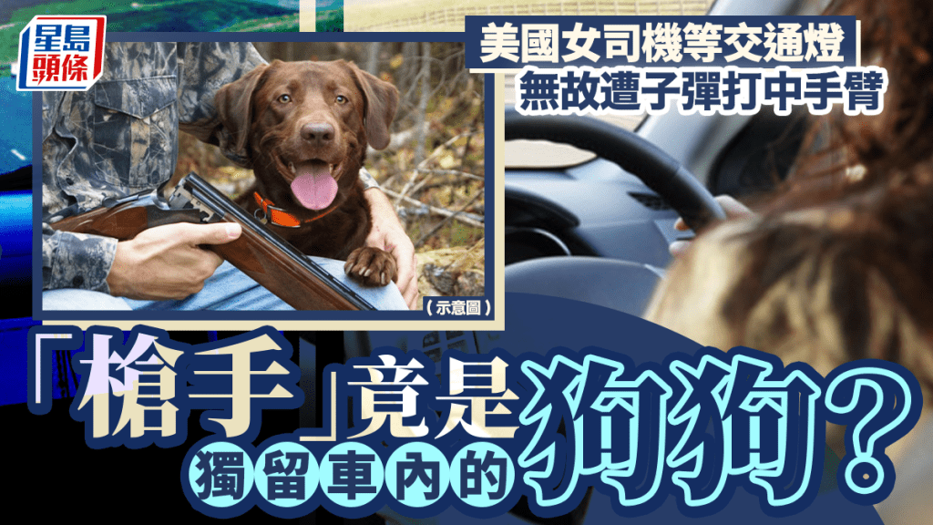 動物識開槍？美女司機候燈遭流彈擊傷 「槍手」竟是狗狗