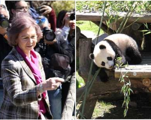 索菲亞王后（圖左）到動物園探望大熊貓「竹莉娜」。 