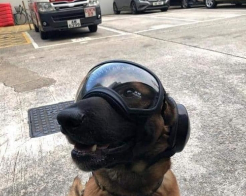 警隊早前研究引入一批犬隻保護裝備。