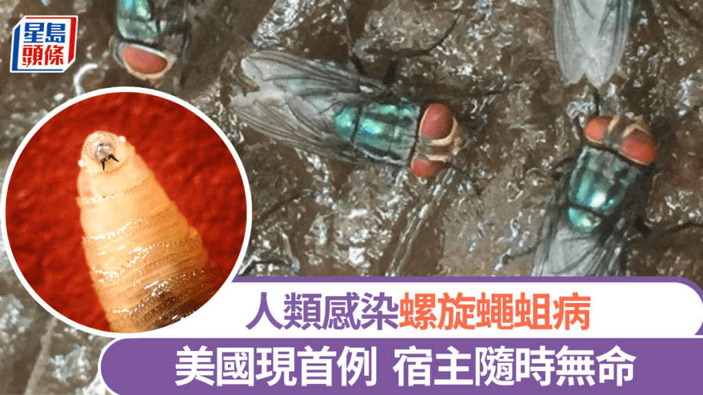 螺旋蠅蛆病|美國現首宗人類感染病例 患者從中美洲返國