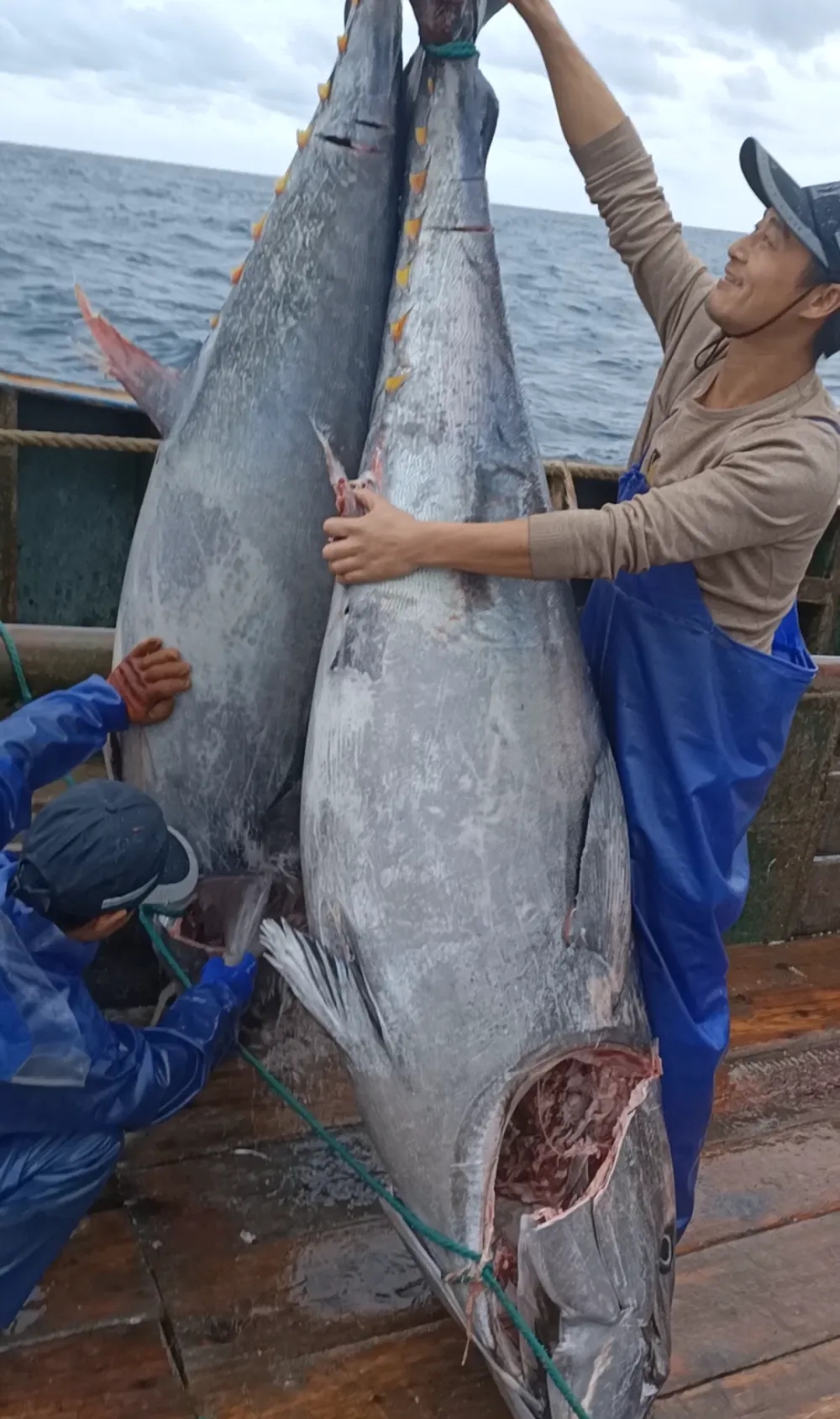 浙江渔民捕获巨型蓝鳍吞拿鱼。 浙江渔民捕获巨型蓝鳍吞拿鱼。