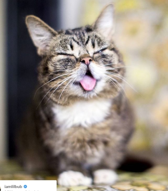 吐舌的小貓Lil Bub。網上圖片