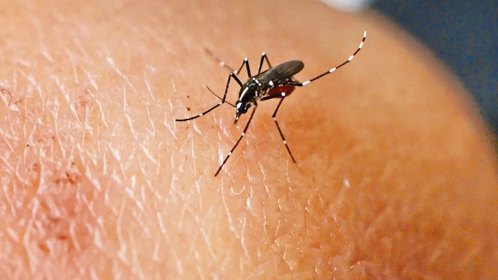 今日新增兩宗基孔肯雅熱輸入個案。資料圖片