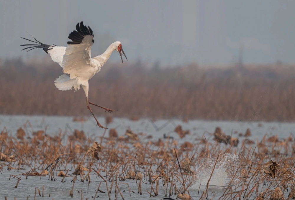 鶴爸護幼將無人機一腳踩進泥塘。 鶴爸護幼將無人機一腳踩進泥塘。