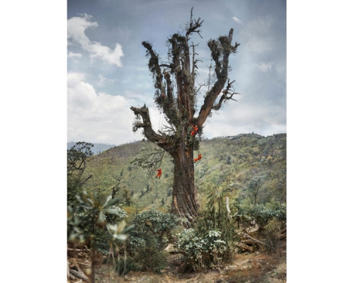 雲南大理展出樹齡1100年的雲南鐵杉王首張等身照。（網圖）