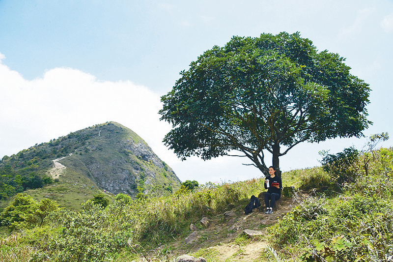 ●草原上有大樹可遮蔭，後方便是大金鐘。