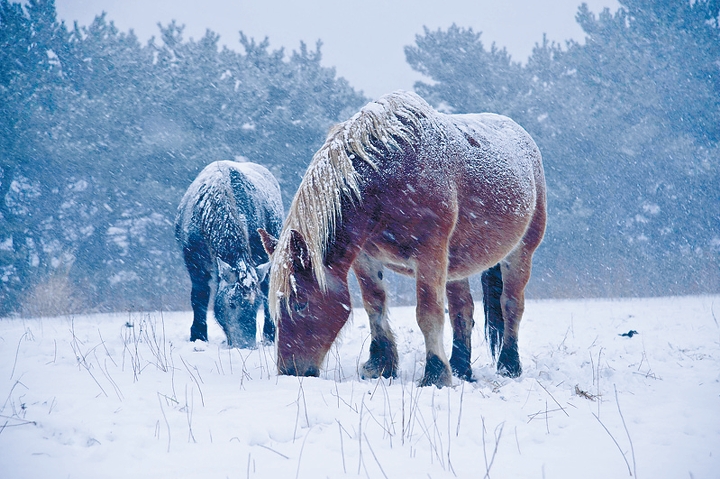 在本州最東北端的尻屋崎,便可看到青森縣天然紀念物寒立馬的蹤影。