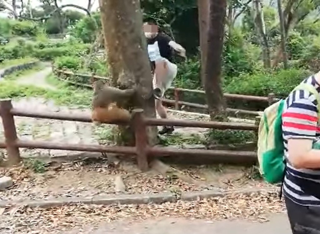 一名疑為幼童父親的男子尾隨該隻猴子，並試圖用腳踢向牠。網上影片截圖