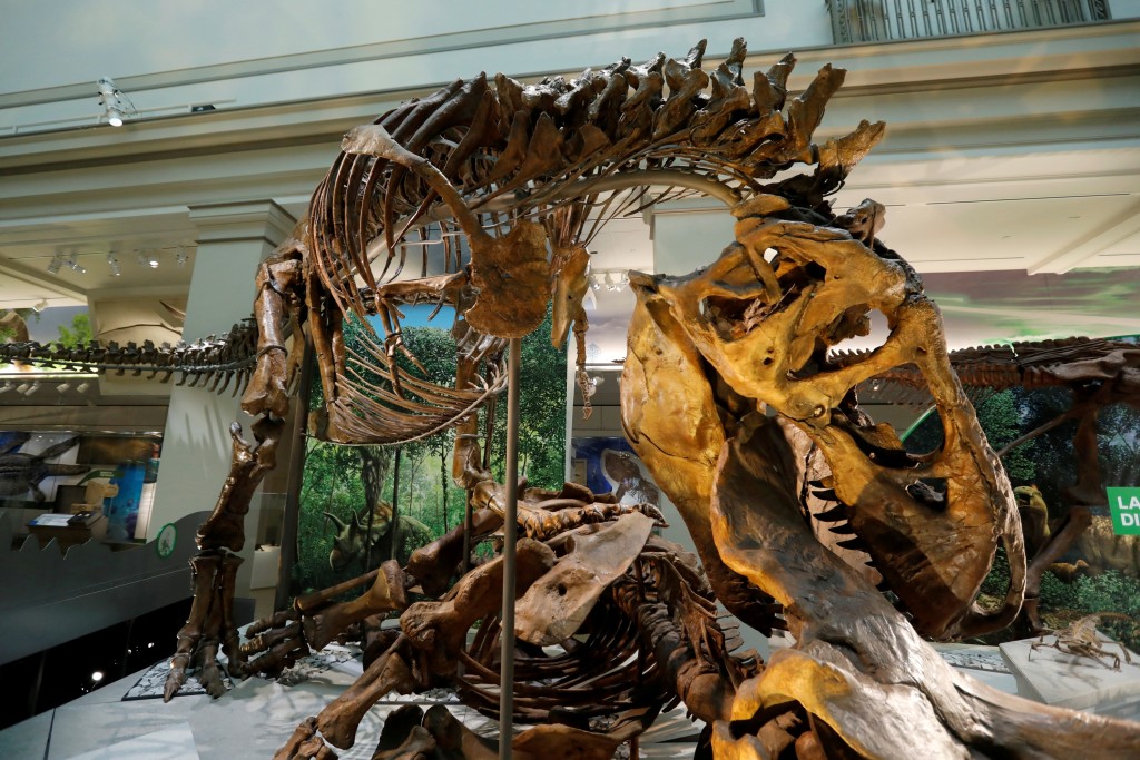 暴龍化石展覽甚受市民歡迎。路透社圖片