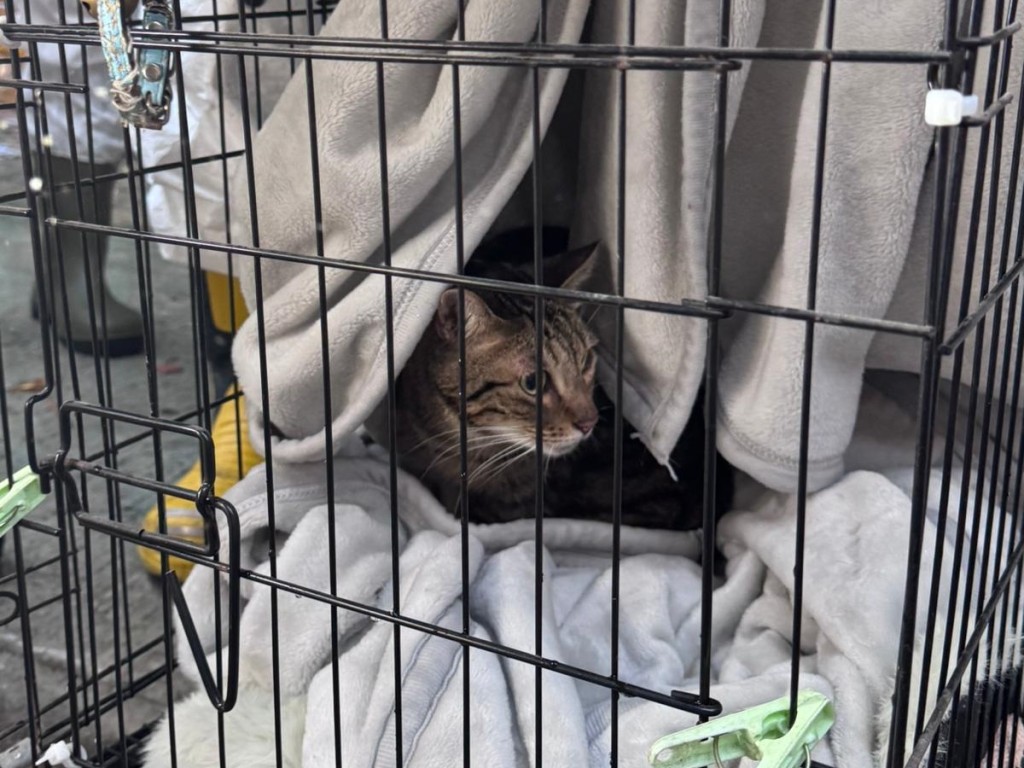 災後第8日,警員在大廈多處再尋回多隻生還動物。警方圖片 災後第8日,警員在大廈多處再尋回多隻生還動物。警方圖片