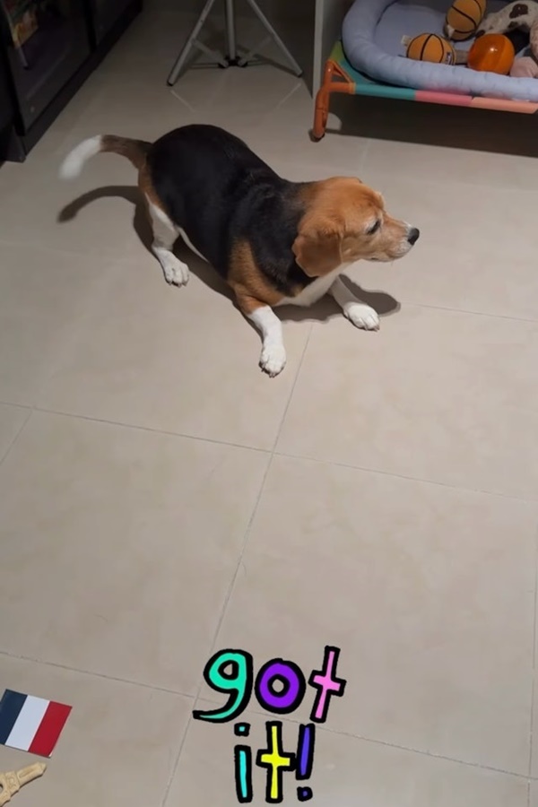 陳庭欣近日為寵物犬拍片意外曝光新居內部。 陳庭欣近日為寵物犬拍片意外曝光新居內部。
