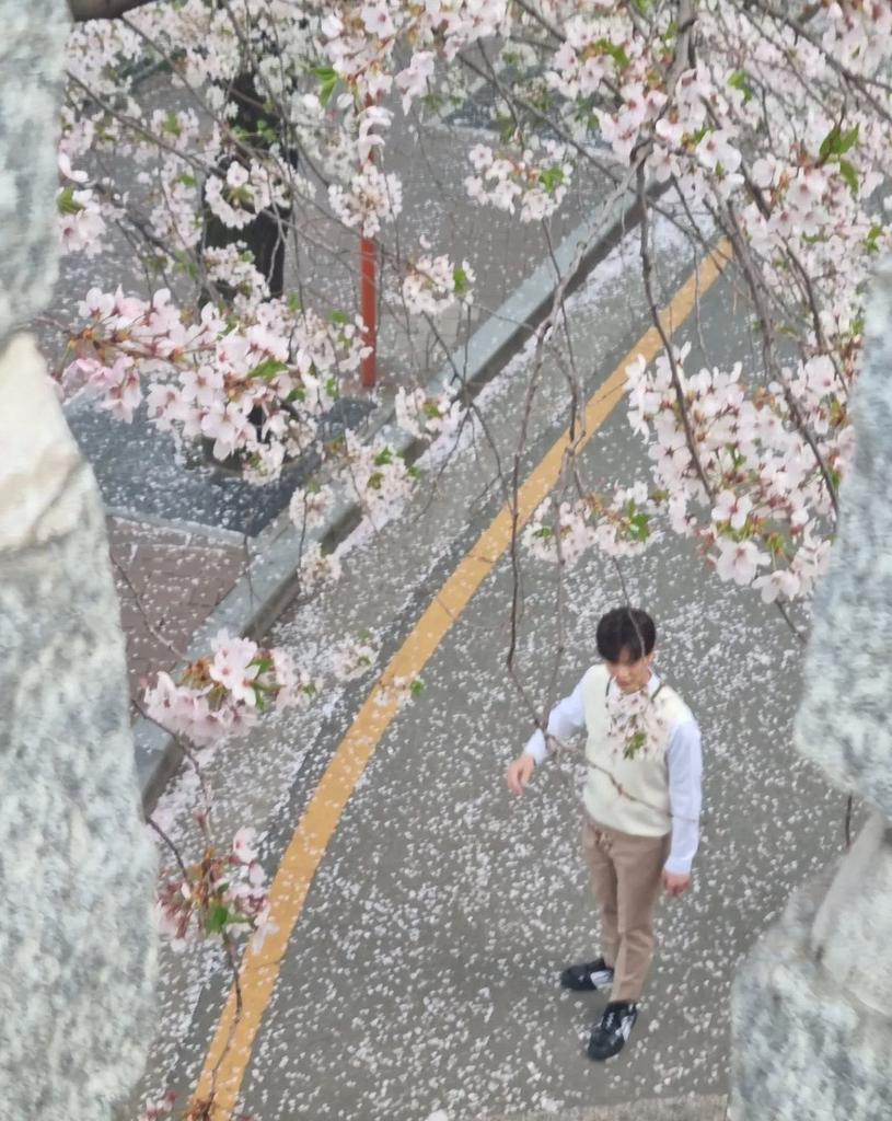 櫻花樹下。