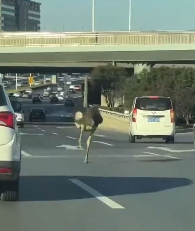驼鸟一路在公路上奔跑。