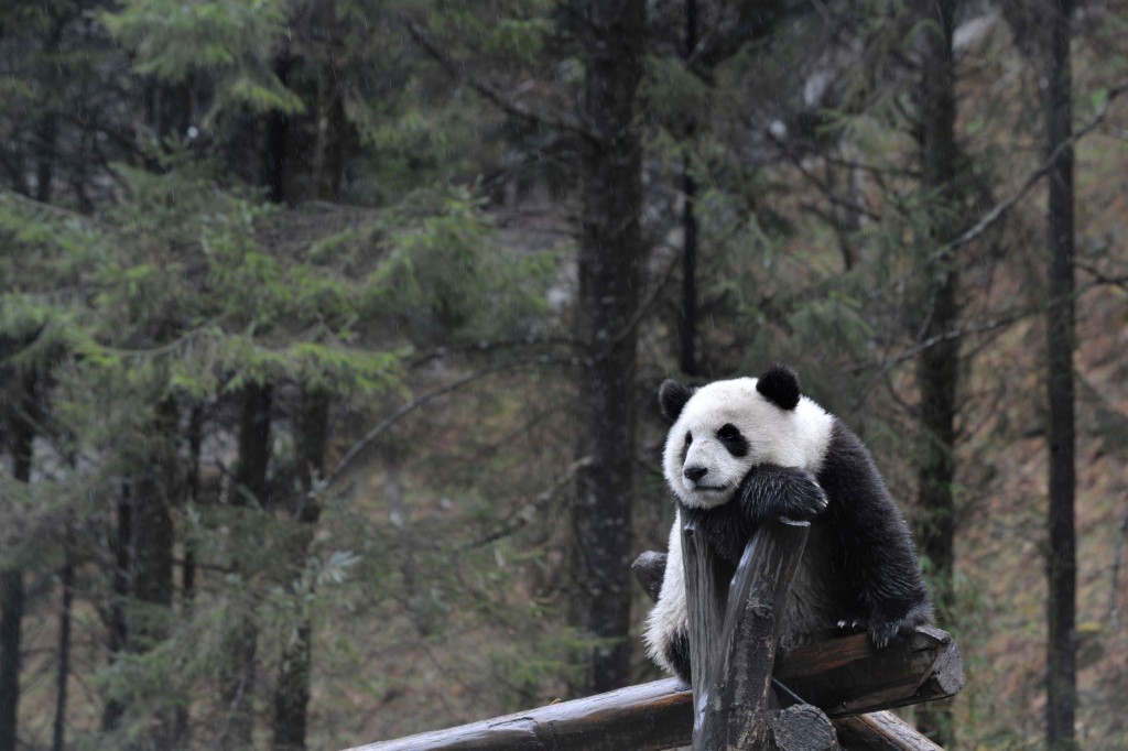 保護區內某些指定遊覽點，可看到野生大熊貓的樣子。