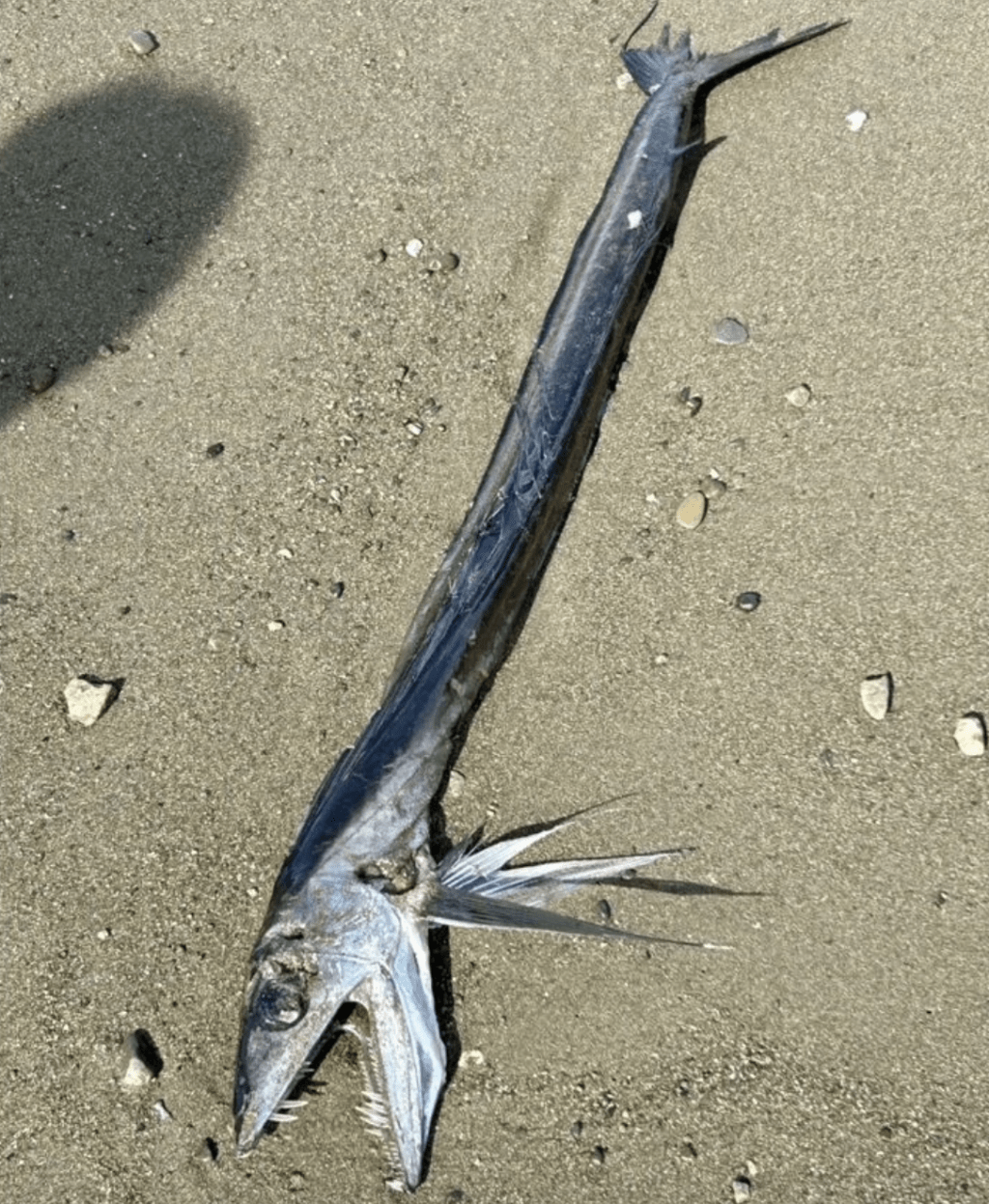 日本靜岡市海岸驚現兩條外形極度猙獰的怪魚,其中一條更長有令人毛骨悚然的銳利獠牙及尖刺魚鰭,宛如科幻電影中的異形生物。 日本靜岡市海岸驚現兩條外形極度猙獰的怪魚,其中一條更長有令人毛骨悚然的銳利獠牙及尖刺魚鰭,宛如科幻電影中的異形生物。