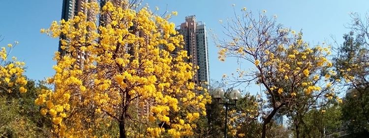 南昌公園黃花風鈴木已經盛放。讀者Kwok Shun Nok Harry提供