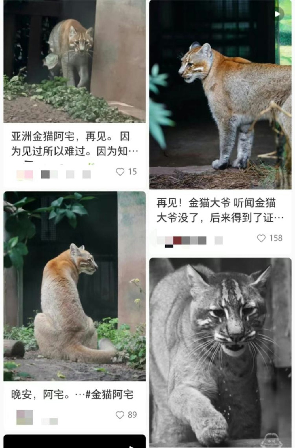 重慶金貓動物園明星動物「阿宅」離世，許多網民在網上悼念。