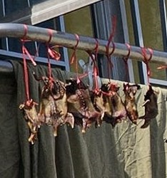 怀疑鼠乾以红色尼龙绳穿著，再细心地逐一绑在窗外晾衣架上。fb「慈云山资讯交流」截图