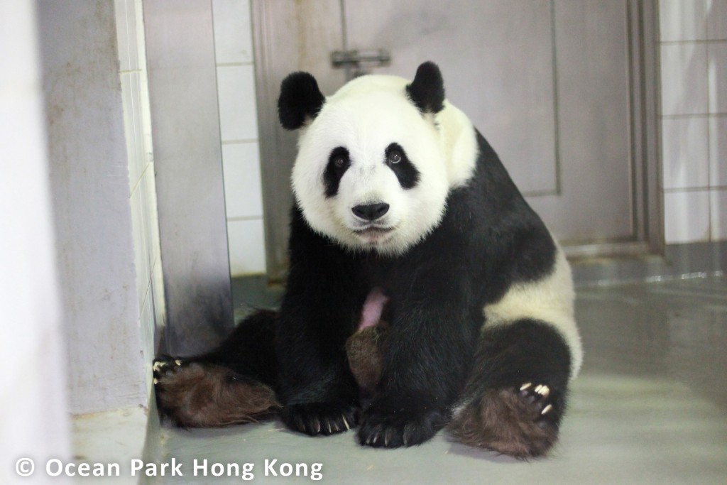 大熊貓盈盈誕下雙胞胎至今逾兩周。海洋公園FB圖片