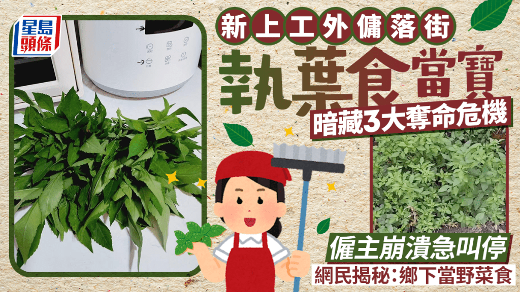 新上工外傭落街執葉食當寶 暗藏3大奪命危機 僱主崩潰急叫停 網民揭秘：鄉下當野菜食｜Juicy叮