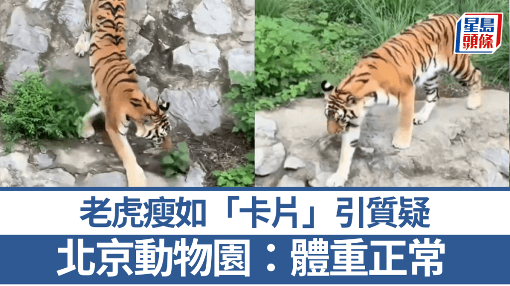 老虎瘦如「卡片」引質疑，北京動物園：體重正常飼料夠營養。