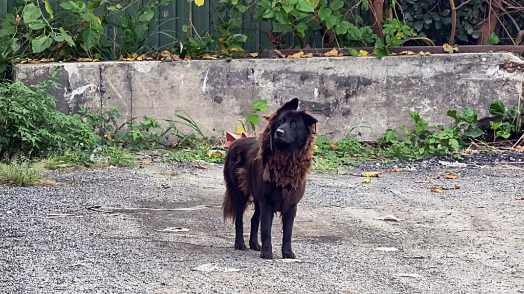 當局發現一隻無人看管的犬隻。黃文威攝 當局發現一隻無人看管的犬隻。黃文威攝