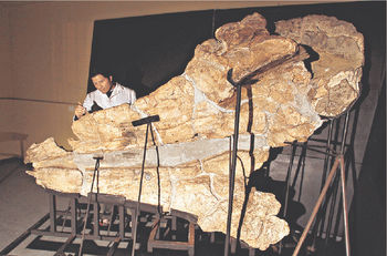 史前抹香鯨化石在利馬史前博物館展出。路透社