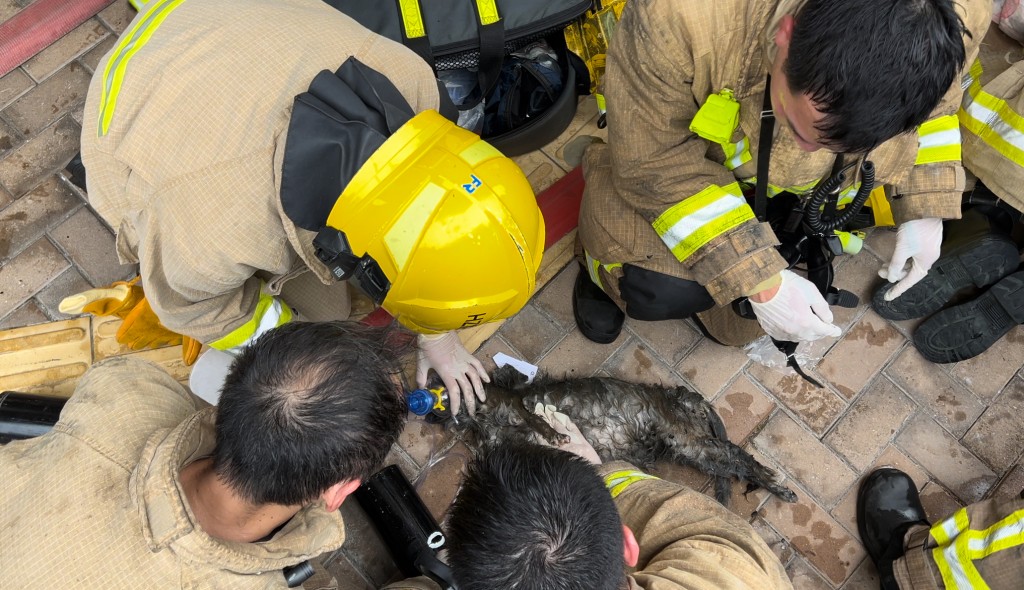 消防员为猫只进行心外压抢救。蔡楚辉摄