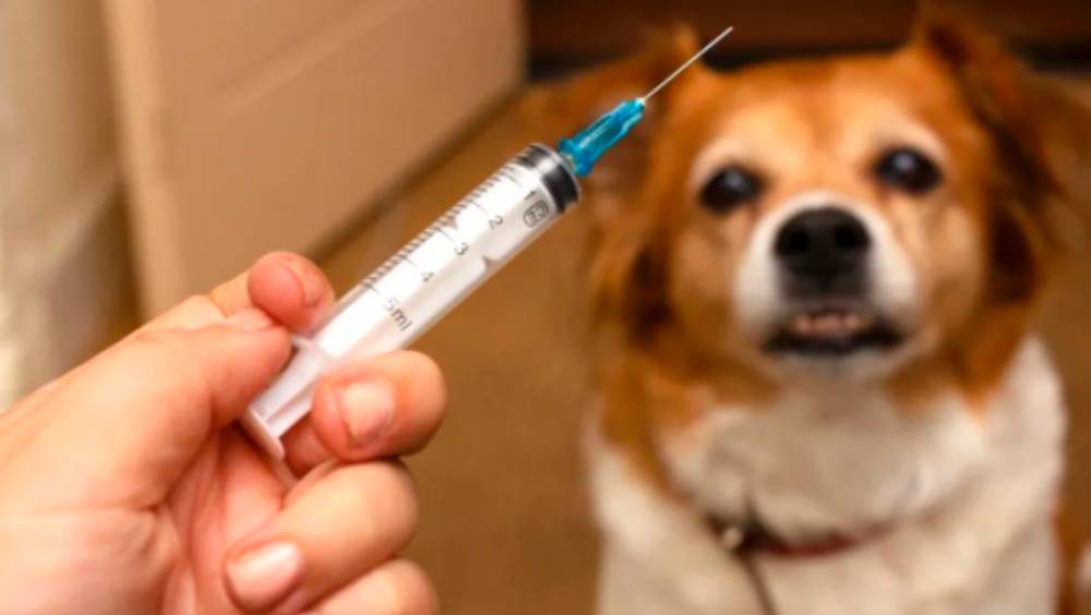 家犬发狂咬伤姊弟，11岁女忧挨骂隐瞒终狂犬病发身亡，弟及时告知获救。 福建省卫生健康委员会