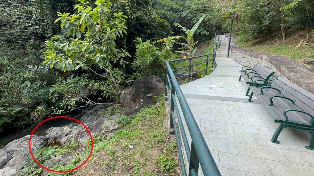 老婦被發現「倒豎葱」卡在石塊的位置(紅圈)劉漢權攝