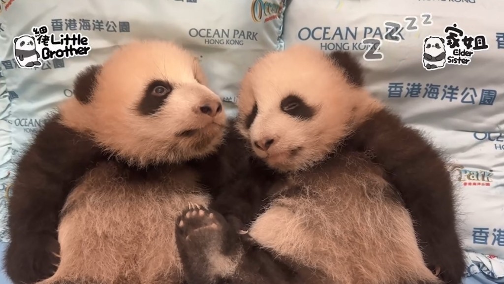 「家姐」「細佬」繼續暴風成長，與媽媽「盈盈」有互動，園方冀元宵時能與公眾見面。