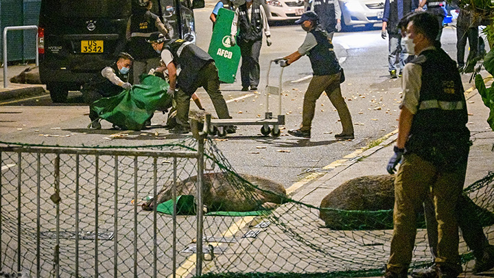 計劃實施逾4個月，漁護署共人道毀滅63頭野豬。資料圖片