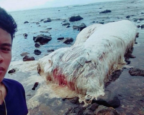 菲律賓海灘上出現的神祕生物。
