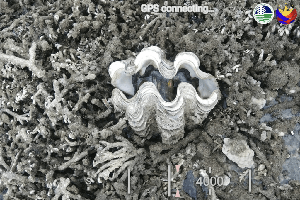 大量海洋生物屍體被發現橫陳於裸露的海床上。X@cebudailynews 大量海洋生物屍體被發現橫陳於裸露的海床上。X@cebudailynews