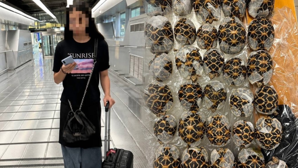19歲台女「胸腹隆起」圖走私30隻印度星龜出境泰國。 　泰國國家公園、野生動植物保護部