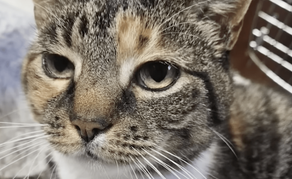 哈伯勒形容阿薩是一隻非常貼心的貓。Youtube@EyewitnessNewsABC7NY畫面截圖