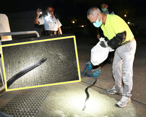 「蛇王福」抵達時發現蛇頭受傷死亡,交警方處理。