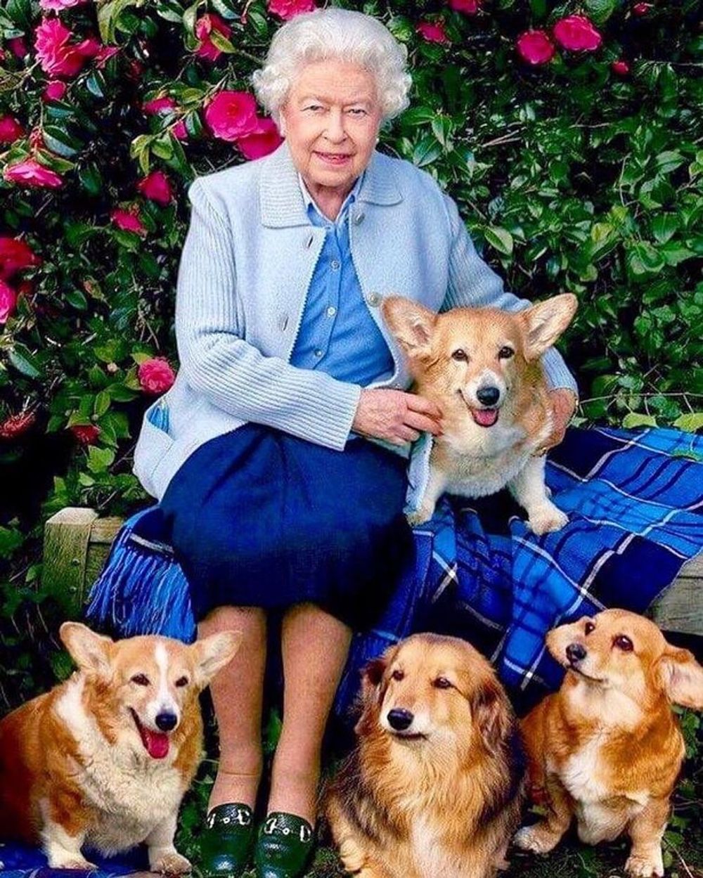 英女皇愛狗如命。