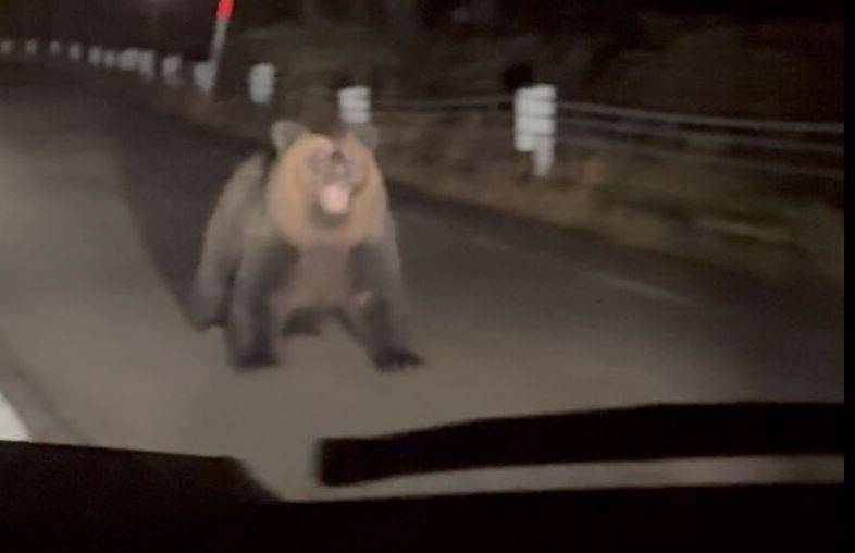 有民眾深夜開車時，在路上遇到大棕熊，熊見狀立刻朝車子衝過來。X圖片