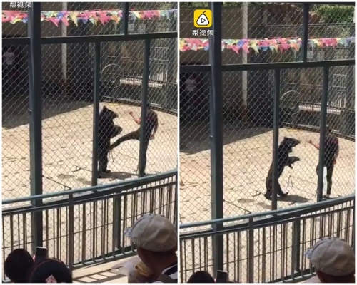 黑熊疑被踢到要害，身体多次往后缩。片段截图