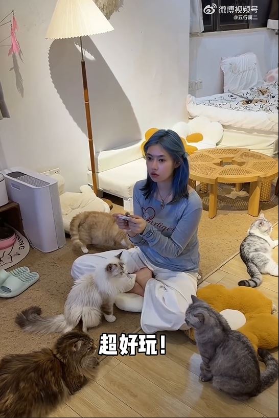 寵物酒店的貓狗可以陪客人玩樂。