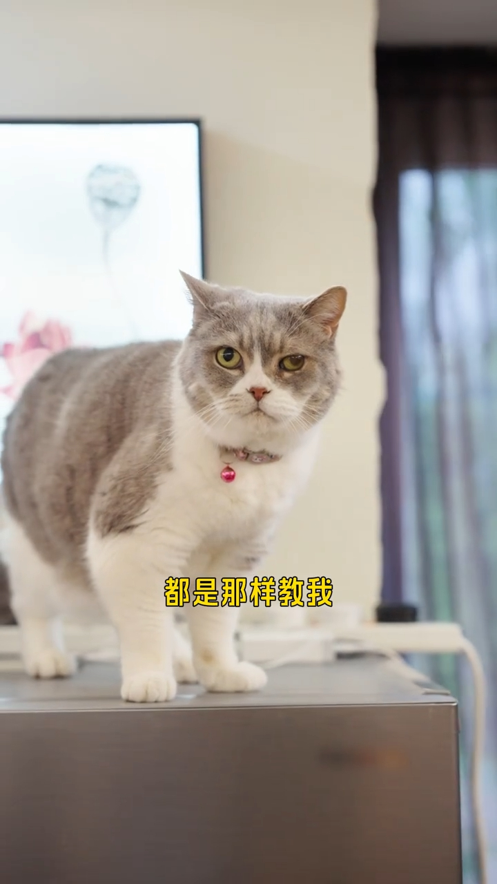 陳百祥笑言，太太黃杏秀訓練他的方式就如訓練家中的貓咪一樣。