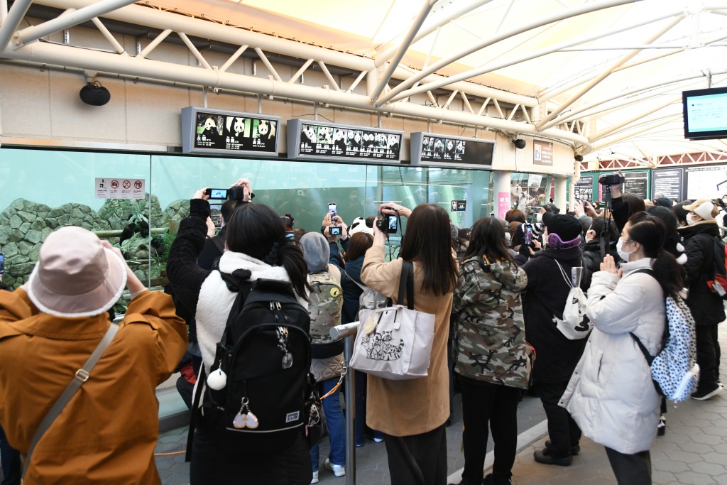 2月21日，在日本和歌山縣白浜町的「冒險世界」樂園，遊客們觀看大熊貓「永明」。 新華社