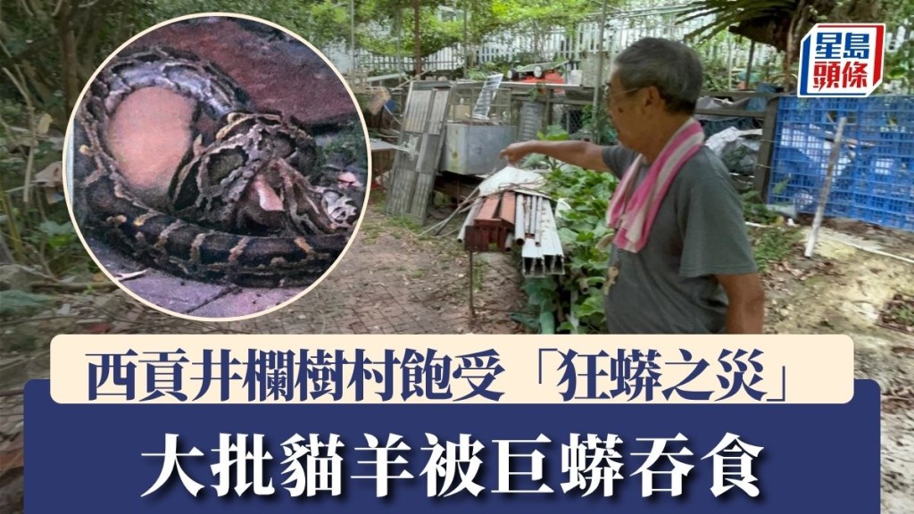 西貢井欄樹村飽受「狂蟒之災」 大批貓羊被巨蟒吞食